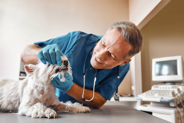  Venice, IL Emergency Dentist Pros